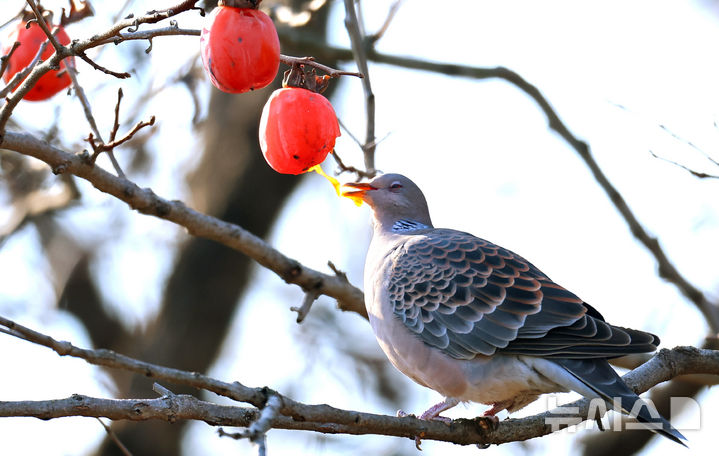 [인천=뉴시스] 전진환 기자 = 12일 오후 인천 동구 화도진공원에서 멧비둘기가 까치밥으로 남겨 놓은 홍시를 쪼아 먹고 있다 2025.12.12. amin2@newsis.com