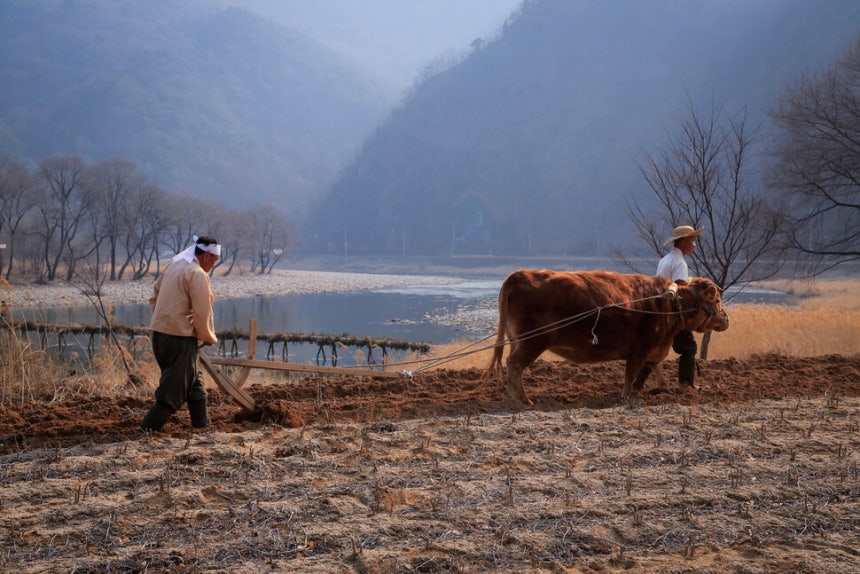 소가 끄는 쟁기로 강가의 밭을 가는 농부들. 게티이미지뱅크
