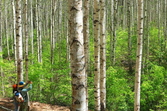 강원 인제군 자작나무숲. 연합뉴스