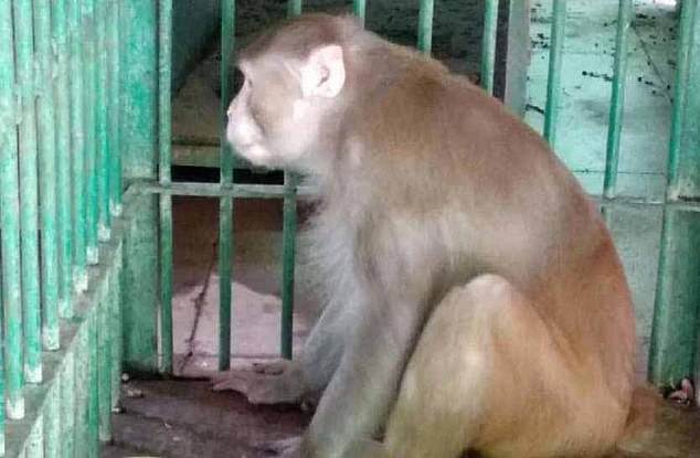[여기는 인도] 술 취한 원숭이의 ‘묻지마’ 공격 1명 숨지고 250여명 부상