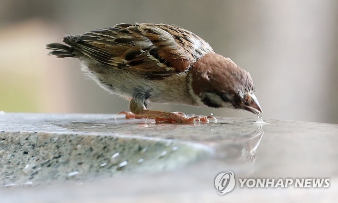참새 이미지