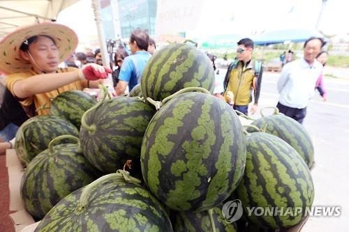 창원시, 5월 수박축제 취소…'<b>드라이브</b> 스루'로 제철 수박 판매