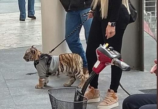 새끼 호랑이 데리고 쇼핑몰에…멕시코 달군 사진 한 장