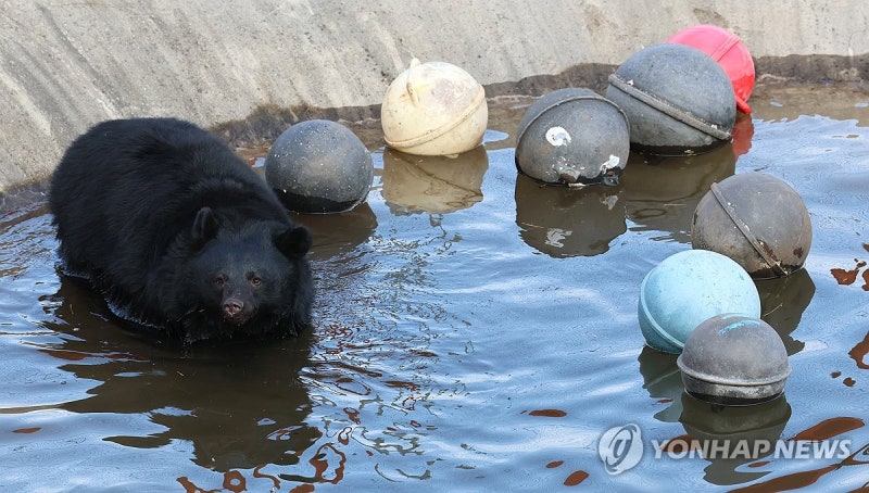 "곰보러 혼저옵서예" <b>제주</b>도민 적응중인 <b>반달가슴곰</b>들