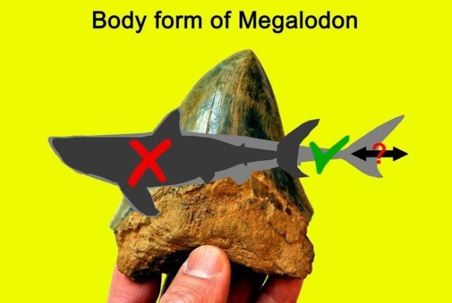 [사이테크+] 사상 최대 고대 상어 메갈로돈, 더 날씬하고 더 길었다