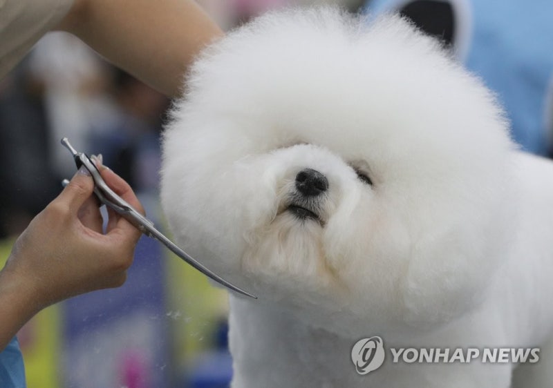 제주에 <b>반려동물</b> 늘자 관련 업체도 '우후죽순'