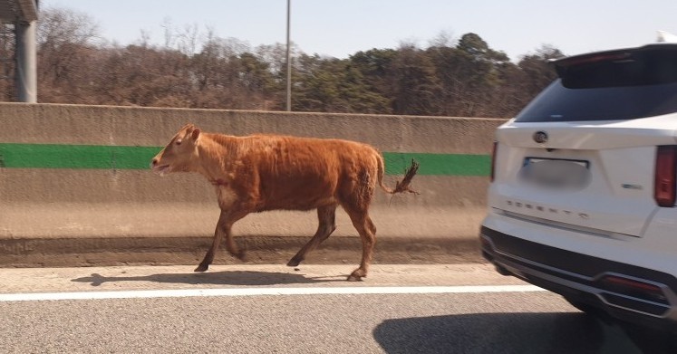 '도심에 타조' 이어 이번엔 <b>고속도로</b>에 <b>송아지</b>가…50여분간 질주