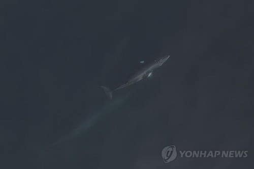 울릉도서 <b>유영</b>하는 어미·<b>새끼 밍크고래</b> 포착…상어에 물린 상처