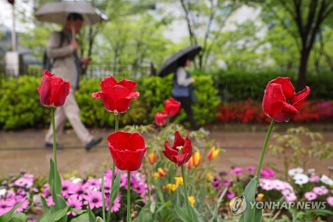 서울시청 인근에서 시민들이 우산을 쓴 채 이동하고 있다. [연합뉴스 자료사진]