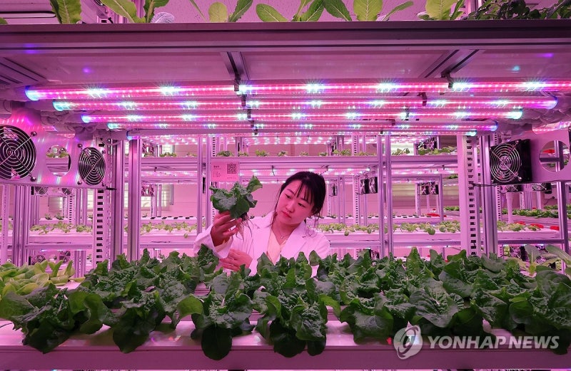 도심 <b>공실</b> 활용한 스마트팜 '테마형 <b>대전팜</b>' 개장