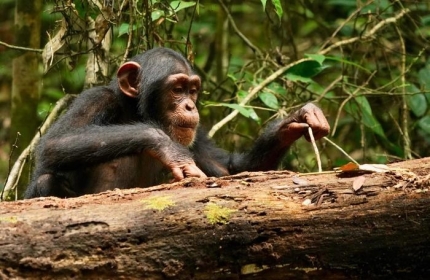 "ħ, ü  Ŀ     "
߻ ħ ⸦   簡  ̸  ִ. [Liran Samuni, Ta&#239; Chimpanzee Project (CC