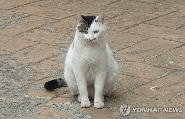 고양이
[연합뉴스 자료사진]