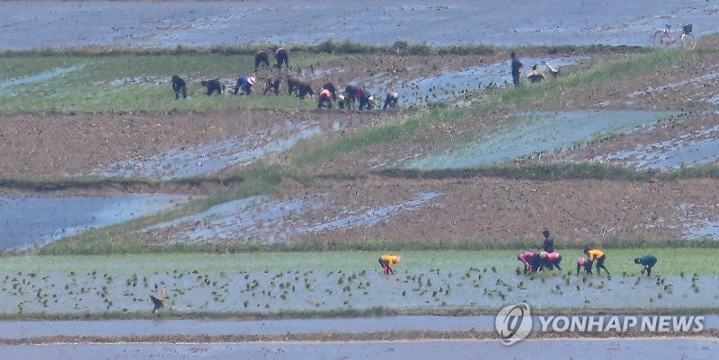 <b>모내기</b>하는 <b>북한</b> <b>주민</b>들