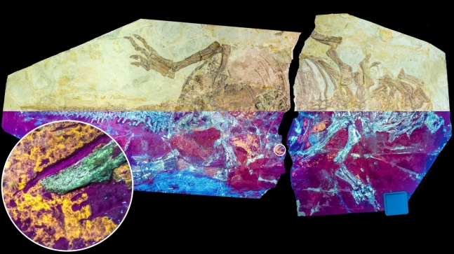 공룡 프시타코사우루스 화석 
자연광(위쪽)과 자외선(아래쪽) 아래에서 촬영된 프시타코사우루스 표본(NJUES-10). 원안의 주황색-노란색 부분이 화석화된 피부를 나타낸다. [Zixiao Yang 제공. 재판매 및 