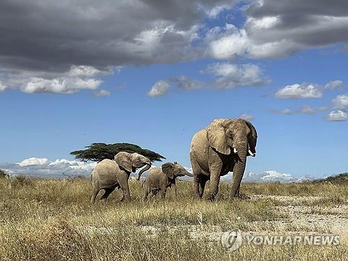 아프리카 코끼리들 [AP=연합뉴스 자료사진. 재판매 및 DB 금지]