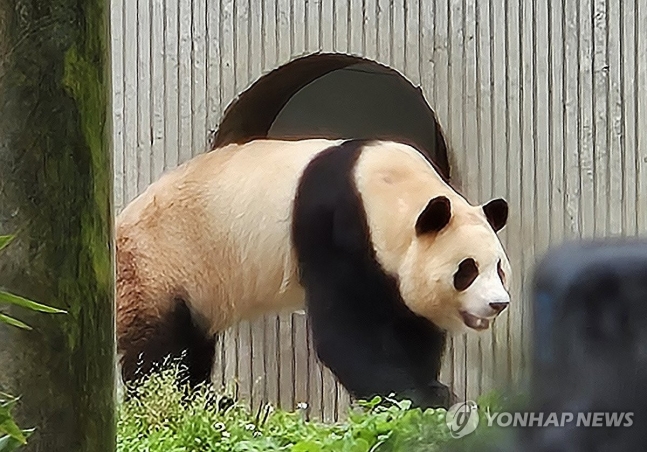 안녕 푸바오 (청두=연합뉴스) 정성조 특파원 = 지난 4월 중국에 반환된 자이언트판다 