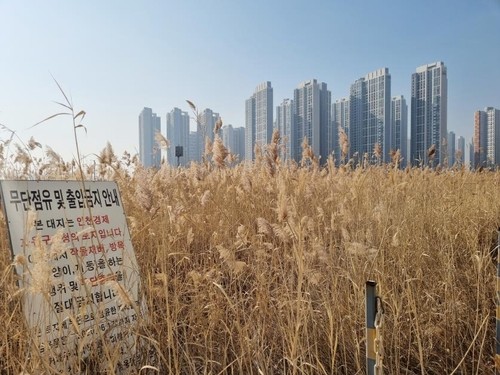 里德森林盧什（Reed Forest Lushing）
