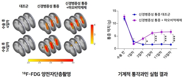 Therapeutic effect of neuropathic pain by monoamine oxidase B (MAOB) inhibitor
Administering a drug that inhibits MAOB, the key enzyme that generates GABA in a neuropathic pain model mouse, inhibits the 'tonic excitation' of nerve cells within 2 weeks.
