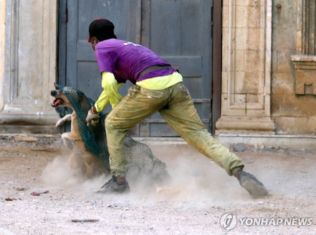 떠돌이 개 포획하는 파키스탄 당국 노동자(2021년)
[EPA=연합뉴스 자료사진]