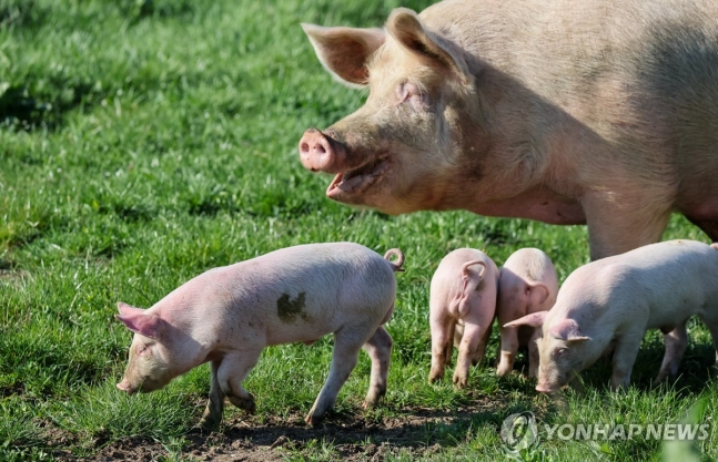 어미 돼지와 새끼 돼지
[타스=연합뉴스 자료사진]