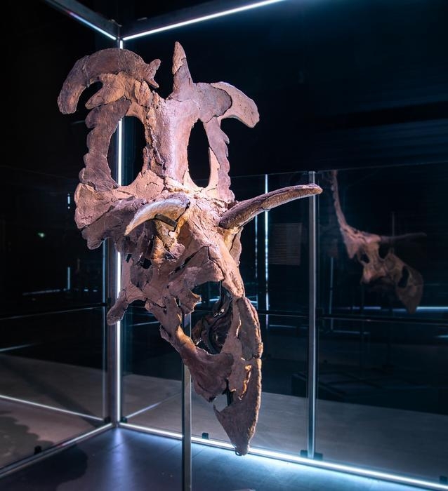 덴마크 마리보 진화박물관에 전시된 로키케라톱스 화석 
덴마크 마리보 진화박물관(Museum of Evolution)에 복원돼 전시된 로키케라톱스의 두개골 화석.[Museum of Evolution 제공. 재판매 및 
