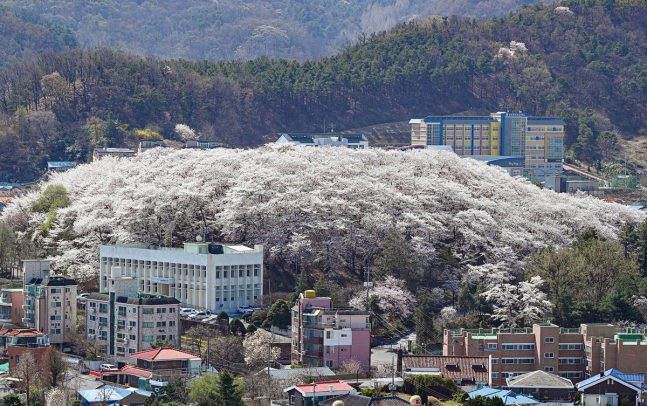 대전 중구 테미공원 도시숲
[산림청 제공. 재판매 및 DB 금지]