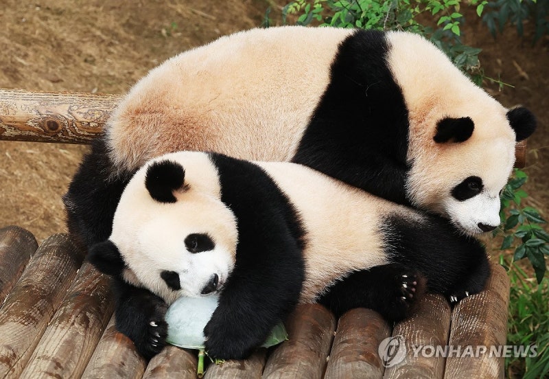 <b>쌍둥이 판다</b>의 첫 여름