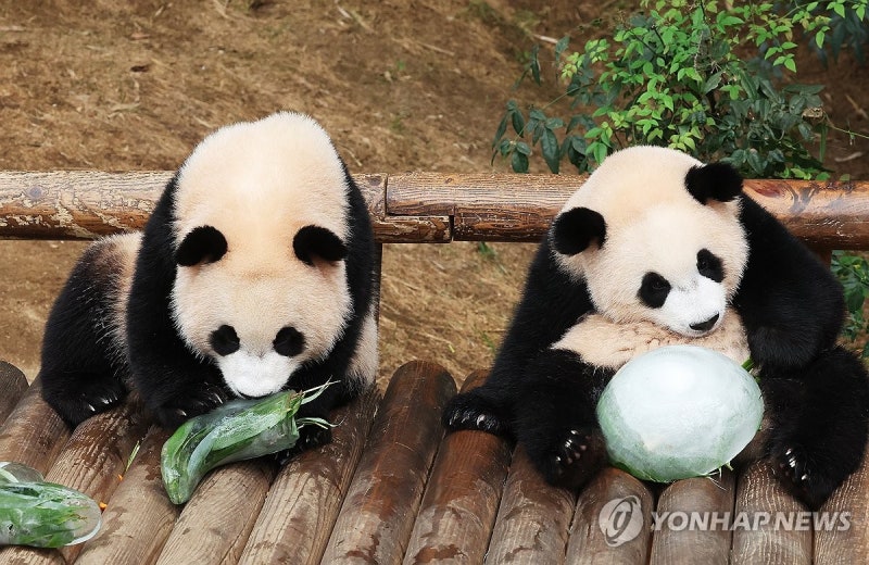 <b>쌍둥이 판다</b>의 첫 여름