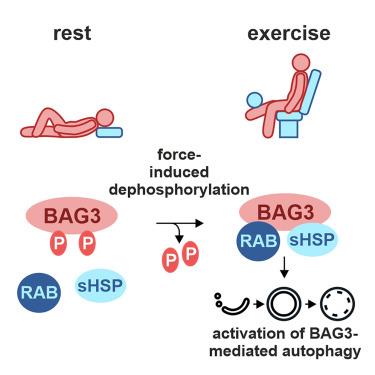 "근력운동, 세포 노폐물 제거 시스템 활성화"  [Current Biology / Ottensmeyer, et al.제공. 재판매 및 DB 금지]