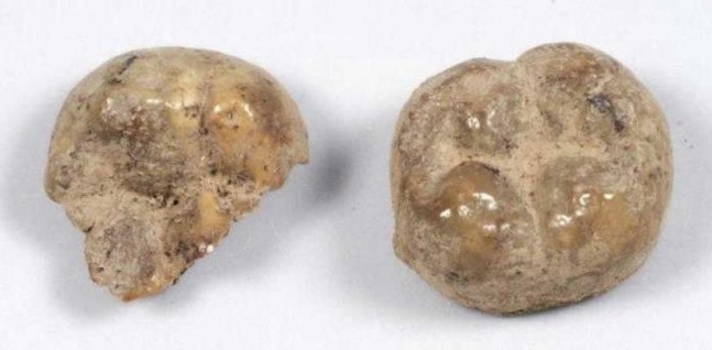 Teeth of the deceased (host) 
[National Heritage Administration provided. Redistribution and DB prohibited]