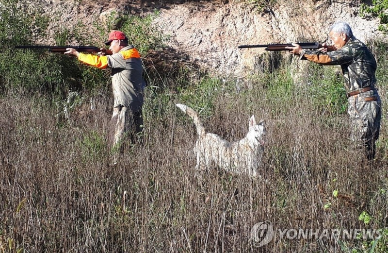 "<b>멧돼지</b> 수십마리가 마을로…" 충남 <b>당진</b>서 <b>멧돼지</b> 22마리 출몰