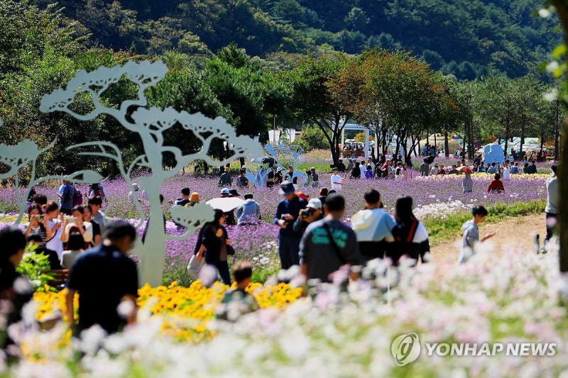 <b>인제 가을꽃축제</b> 나들이