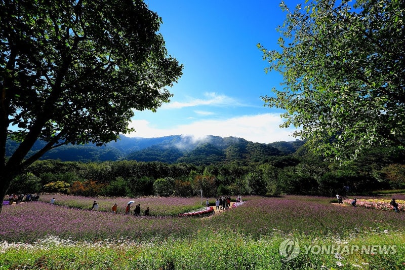<b>인제 가을꽃축제</b> 나들이
