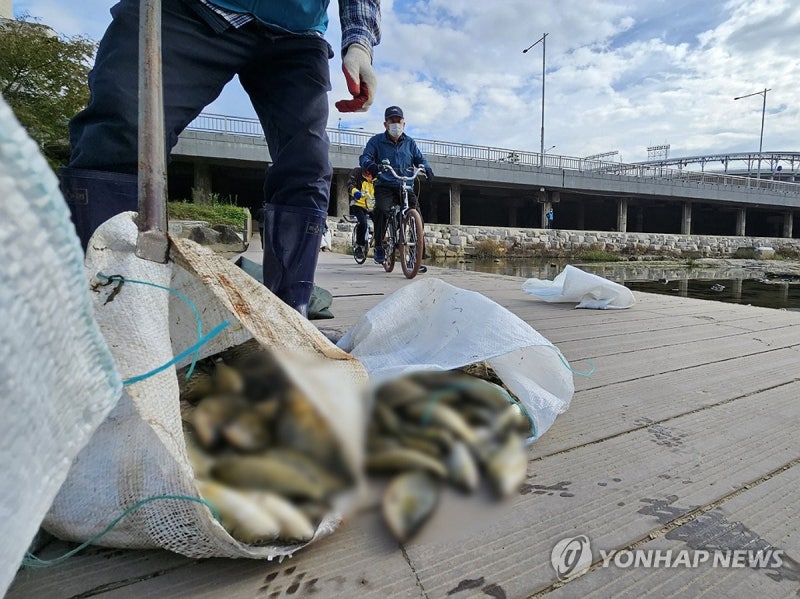 <b>광주</b> 하천서 <b>물고기</b> 집단 폐사