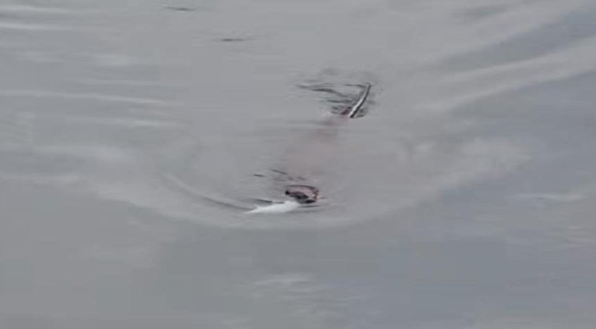 전남 보성군 벌교읍 벌교천에서 목격된 수달 [독자 제공. 재판매 및 DB 금지]