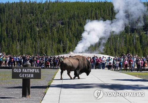 미국 옐로스톤 국립공원 '올드 페이스풀 가이저'[Getty Images/AFP. 연합뉴스 자료사진. 재판매 및 DB 금지]