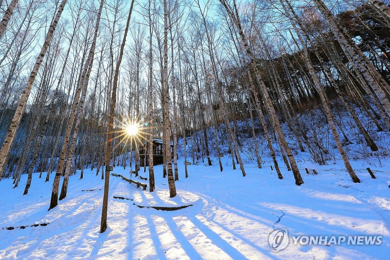 햇살 쏟아지는 <b>인제 자작나무숲</b>