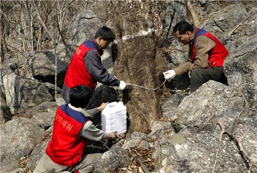 <b>전남</b>지역 <b>고로쇠 수액</b> 채취 시작…작년보다 5일 빨라