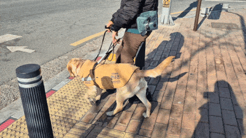 횡단보도 앞에서 멈춰 훈련사를 바라보는 바다
(서울=연합뉴스) 이승연 기자 = 지난 20일 경기 용인시에서 훈련견 '바다'가 안내견 훈련을 받고 있다. 바다는 훈련사가 시키지 않아도 횡단보도 앞에서 스스로 멈춰섰다.