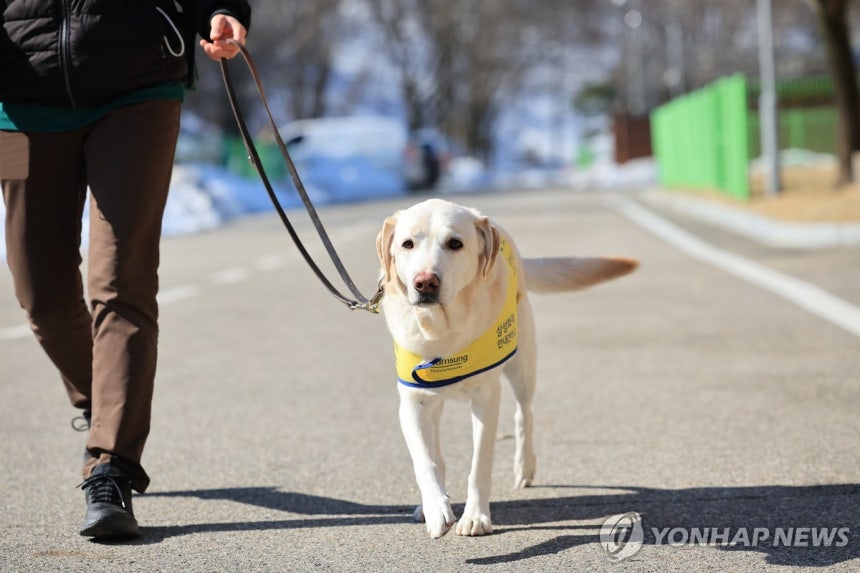 산책하는 조이
지난 20일 경기 용인시 삼성화재 안내견 학교에서 만난 안내견 조이. [삼성화재 안내견학교 제공. DB 및 재판매 금지] 2025.2.22.