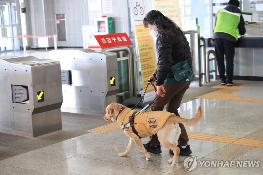 "개찰구 찾았멍!"
지난 20일 훈련견 '바다'가 훈련사의 말에 따라 지하철 개찰구를 찾는 모습. [삼성화재 안내견학교 제공. DB 및 재판매 금지] 2025.2.22.
