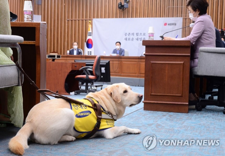 지난 2021년 6월 국민의힘 원내대책회의 회의실에 있던 조이의 모습
[연합뉴스 자료사진] 2025.2.22.