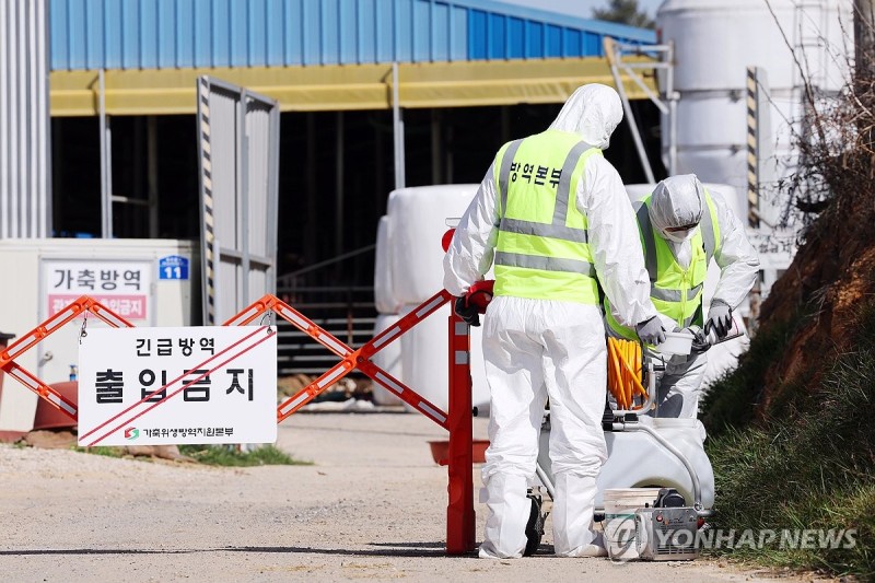 국내서 2년 만에 <b>구제역</b>…<b>전남</b> 영암 한우농가서 <b>발생</b>(종합)