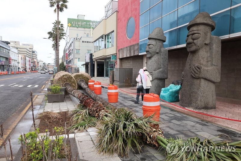 '남국의 상징'은 이제 그만…'<b>워싱턴야자수</b>' <b>제주</b>서 퇴출