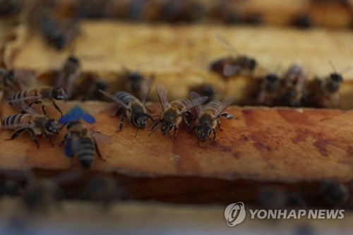 Bee
[AFP=Yonhap News]