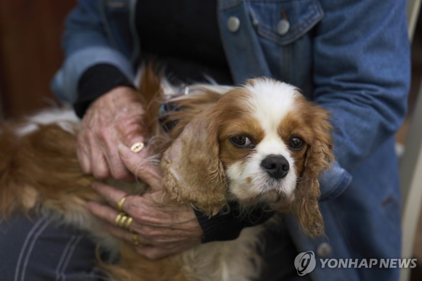 18개월만에 가자지구에서 집으로 돌아온 반려견 [AP=연합뉴스 자료사진]
