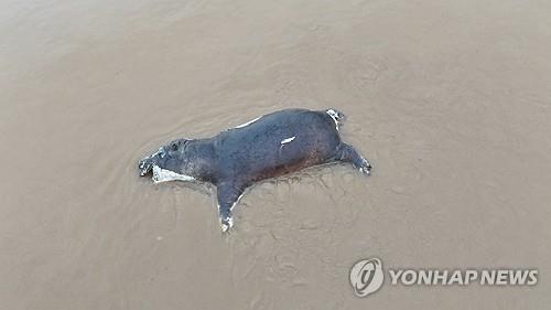 민주콩고서 탄저병으로 죽은 하마 [비룽가 국립공원 제공/로이터 연합뉴스.재판매 및 DB 금지]