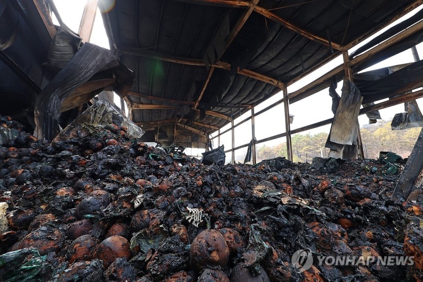 불 타버린 사과 [연합뉴스 자료사진]