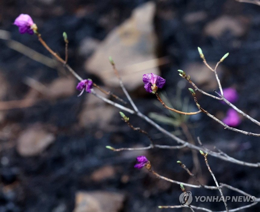 그래도 꽃은 살았다 [연합뉴스 자료사진]