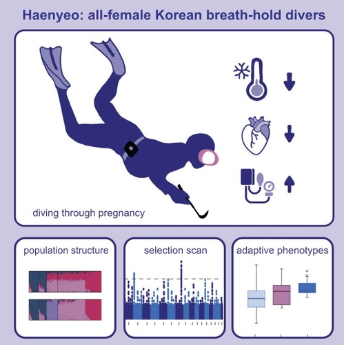 잠수 활동으로 인한 제주 해녀 유전자 변이 연구 [Cell Reports / Aguilar-G&#243;mez et al.제공.재판매 및 DB 금지] 